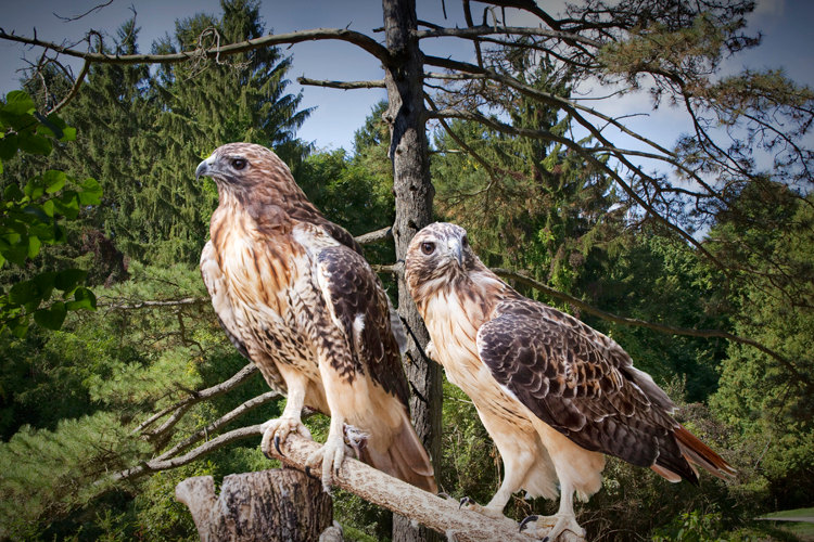 Fundholder Supports Rehab for New Jersey’s Birds of Prey » Community